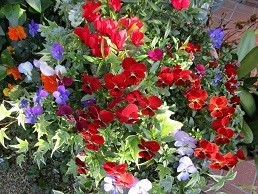 f:id:cangael:20200425170304j:image:left