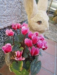 f:id:cangael:20200425170319j:plain