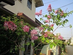 f:id:cangael:20200426070320j:image:left