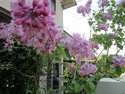 f:id:cangael:20200428113448j:plain