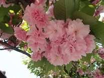 f:id:cangael:20200428113901j:image:right f:id:cangael:20200428113901j:image:right