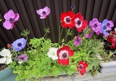 f:id:cangael:20200428120155j:image:left