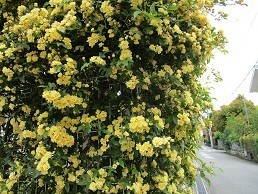 f:id:cangael:20200428120247j:image:left