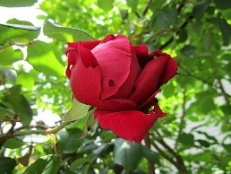 f:id:cangael:20200428125341j:plain f:id:cangael:20200428125341j:plain