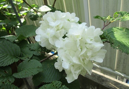 f:id:cangael:20200501084253j:plain f:id:cangael:20200501084253j:plain