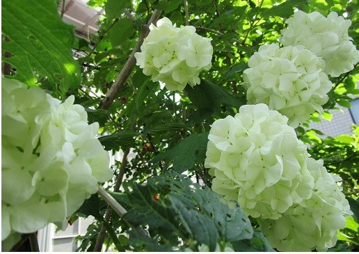 f:id:cangael:20200501084313j:plain f:id:cangael:20200501084313j:plain