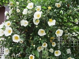 f:id:cangael:20200501110308j:image:right