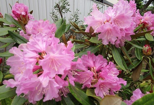 f:id:cangael:20200503062519j:plain f:id:cangael:20200503062519j:plain