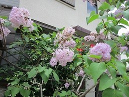 f:id:cangael:20200504112932j:plain