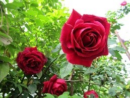f:id:cangael:20200505074541j:plain f:id:cangael:20200505074541j:plain