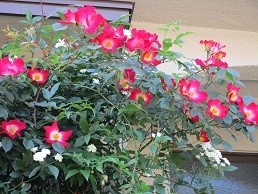 f:id:cangael:20200507095726j:image:left