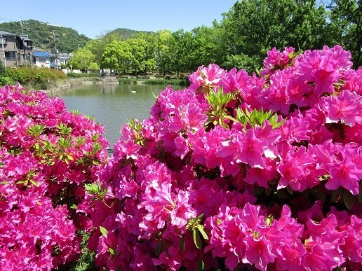 f:id:cangael:20200507102532j:plain