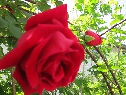 f:id:cangael:20200514095955j:plain