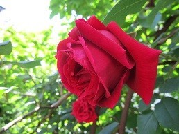 f:id:cangael:20200514100006j:plain f:id:cangael:20200514100006j:plain
