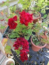 f:id:cangael:20200514154110j:image:right