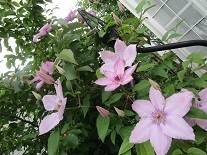 f:id:cangael:20200520125819j:image:right