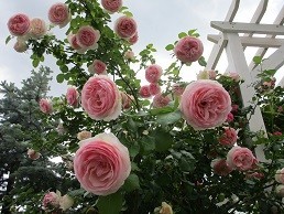 f:id:cangael:20200521144608j:plain f:id:cangael:20200521144608j:plain
