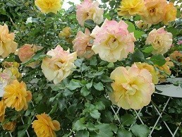 f:id:cangael:20200521144700j:plain f:id:cangael:20200521144700j:plain