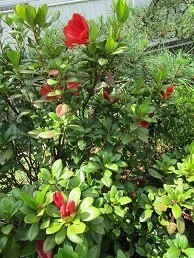 f:id:cangael:20200525094714j:plain f:id:cangael:20200525094714j:plain