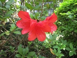 f:id:cangael:20200525094732j:plain f:id:cangael:20200525094732j:plain