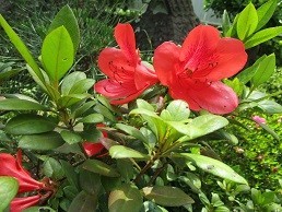 f:id:cangael:20200527140051j:image:left