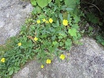 f:id:cangael:20200529112238j:image:left