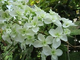 f:id:cangael:20200602113110j:plain