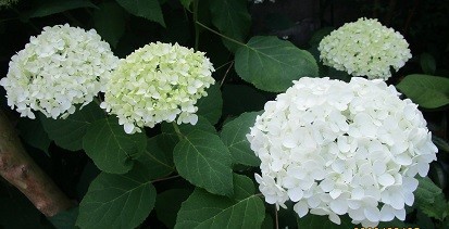 f:id:cangael:20200605071739j:plain