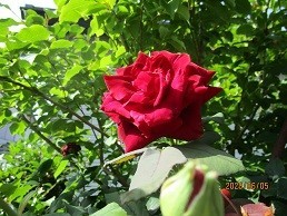 f:id:cangael:20200605081659j:plain