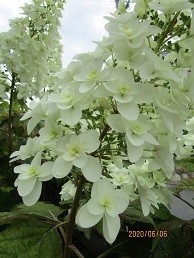 f:id:cangael:20200606122954j:plain