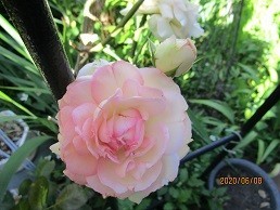 f:id:cangael:20200608072515j:plain f:id:cangael:20200608072515j:plain