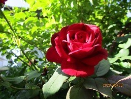 f:id:cangael:20200608073636j:plain f:id:cangael:20200608073636j:plain