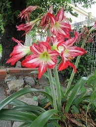 f:id:cangael:20200610110111j:plain f:id:cangael:20200610110111j:plain