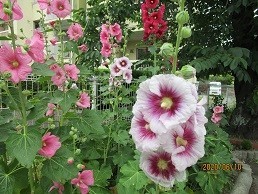 f:id:cangael:20200610110158j:plain f:id:cangael:20200610110158j:plain