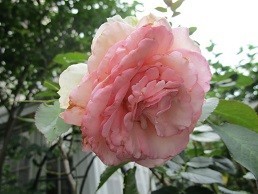 f:id:cangael:20200620093519j:plain f:id:cangael:20200620093519j:plain
