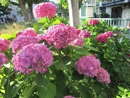 f:id:cangael:20200620171440j:plain