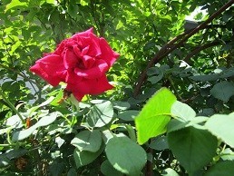 f:id:cangael:20200624101344j:plain