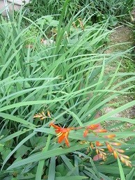 f:id:cangael:20200626134133j:image:left f:id:cangael:20200626134133j:image:left