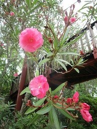 f:id:cangael:20200628113704j:plain