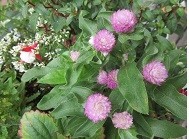 f:id:cangael:20200628114654j:image:left