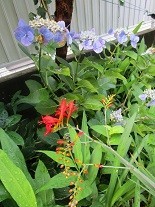 f:id:cangael:20200701073520j:image:left