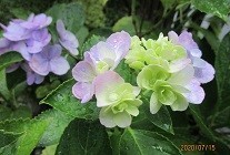 f:id:cangael:20200715165140j:image:left f:id:cangael:20200715165140j:image:left