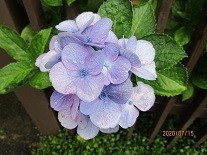 f:id:cangael:20200715165201j:image:left