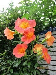 f:id:cangael:20200717145403j:plain
