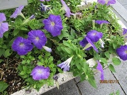 f:id:cangael:20200717151836j:plain f:id:cangael:20200717151836j:plain