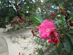 f:id:cangael:20200810093650j:image:right