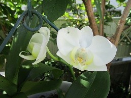 f:id:cangael:20200814095016j:plain f:id:cangael:20200814095016j:plain