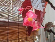 f:id:cangael:20200820090955j:image:right