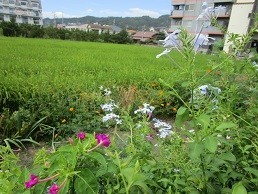 f:id:cangael:20200915111905j:image:right