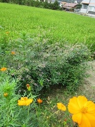 f:id:cangael:20200915112003j:image:left